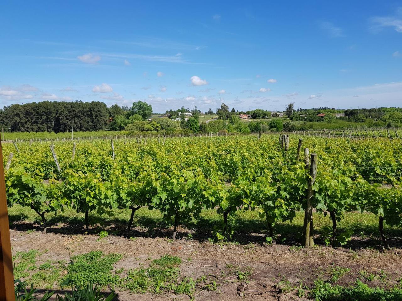 Pizzorno Lodge & Wine Progreso Экстерьер фото
